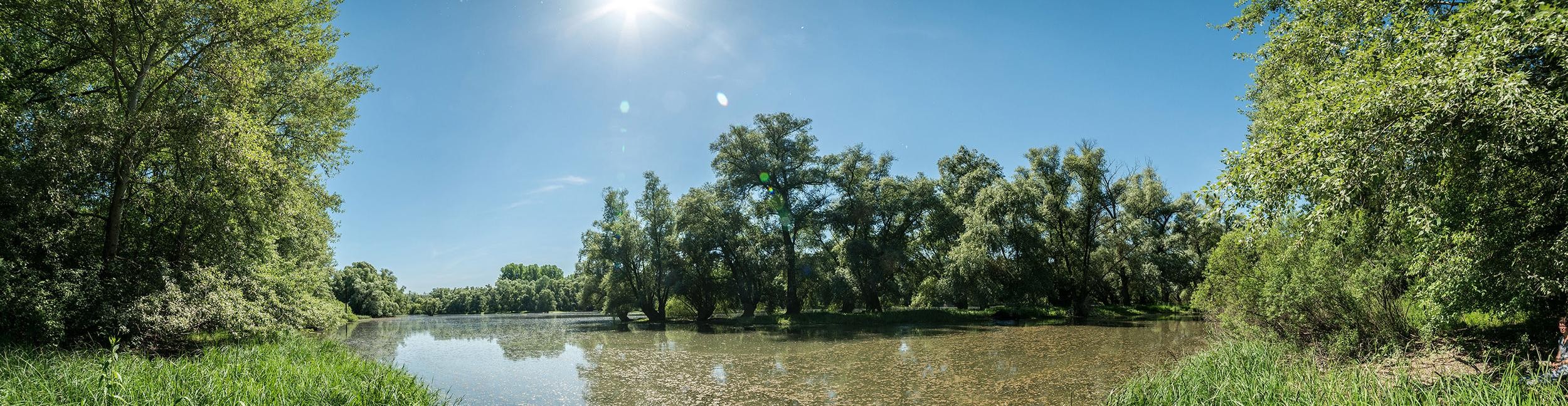 Rastatter Rheinauen. Foto: Joachim Gerstner Rastatter Rheinauen mit Wasser und Bäumen