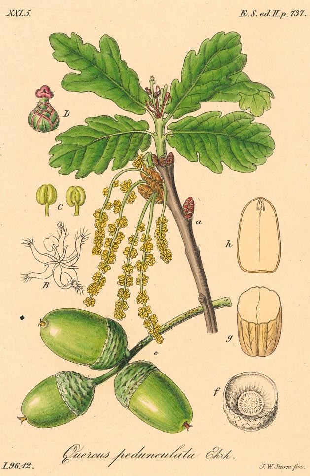 Sonderausstellung „Die Erfindung der Natur. Illustrierte Naturbücher von Plinius bis zu Humboldt“ von 14. Juni bis 4. Oktober 2026. Foto: Historische Bibliothek Rastatt. Blick in die neue Sonderausstellung