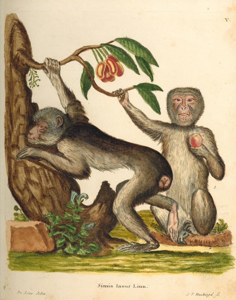 Sonderausstellung „Die Erfindung der Natur. Illustrierte Naturbücher von Plinius bis zu Humboldt“ von 14. Juni bis 4. Oktober 2026. Foto: Historische Bibliothek Rastatt. Historische Abbildung von Affen.