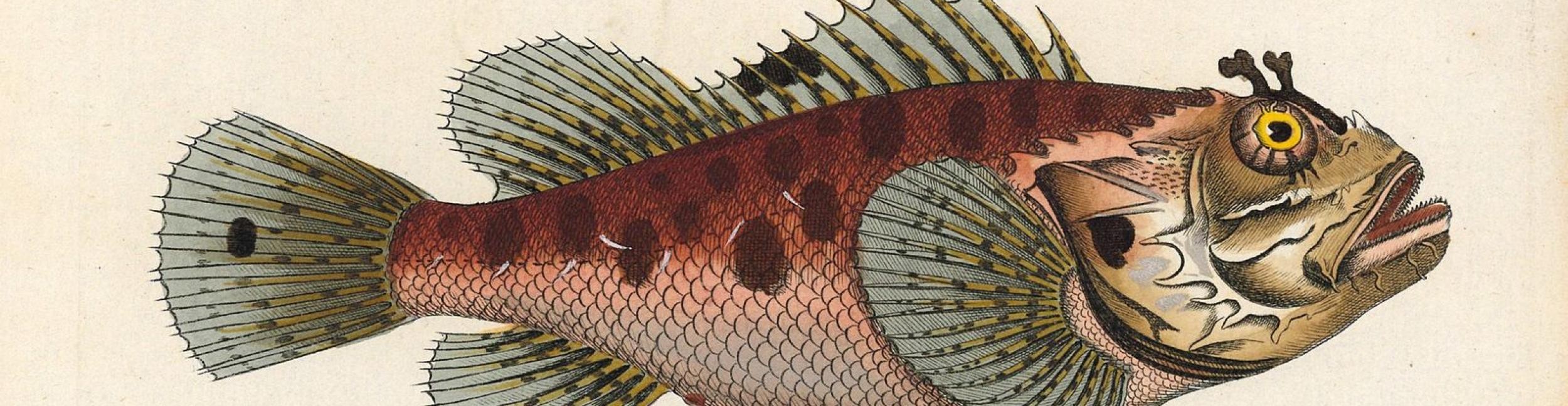 Sonderausstellung „Die Erfindung der Natur. Illustrierte Naturbücher von Plinius bis zu Humboldt“ von 14. Juni bis 4. Oktober 2026. Foto: Historische Bibliothek Rastatt. Historische Abbildung eines Fisches, Quelle: Historische Bibliothek Rastatt