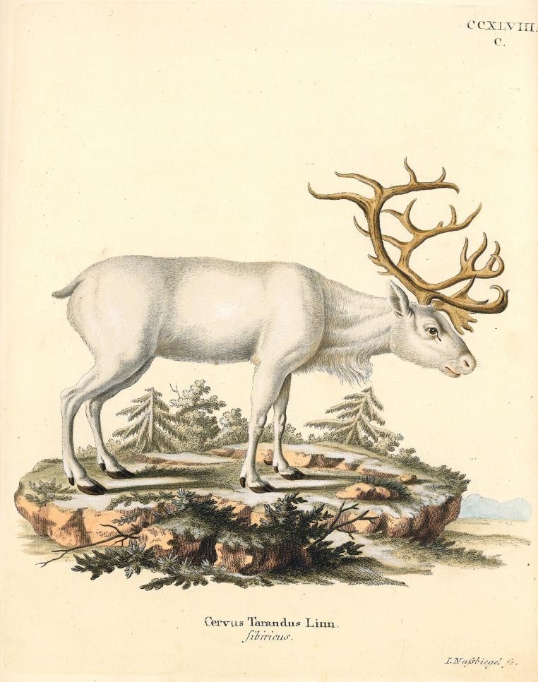 Sonderausstellung „Die Erfindung der Natur. Illustrierte Naturbücher von Plinius bis zu Humboldt“ von 14. Juni bis 4. Oktober 2026. Foto: Historische Bibliothek Rastatt. Historische Abbildung eines Hirsches.