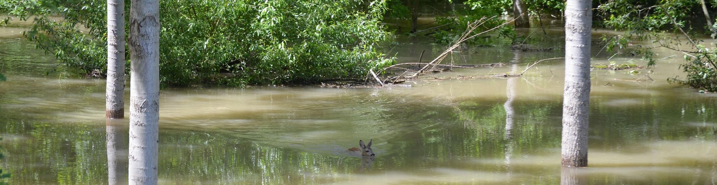 Überschwemmung in den Rheinauen. Foto: Heinz Zoller Überschwemmte Rheinauen. Ein Reh schwimmt darin