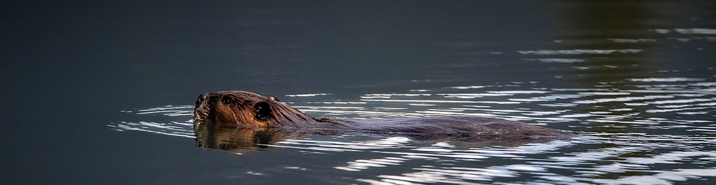 Schwimmender Biber. Foto: Pixabay - M. Schwimmender Biber
