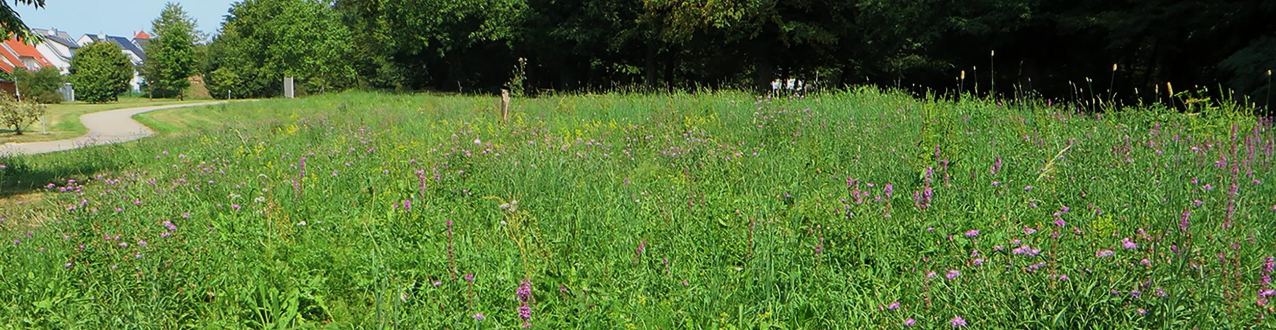 Grünanlage Südring. Foto: Stadt Rastatt/Jürgen Weber Grünanlage Südring