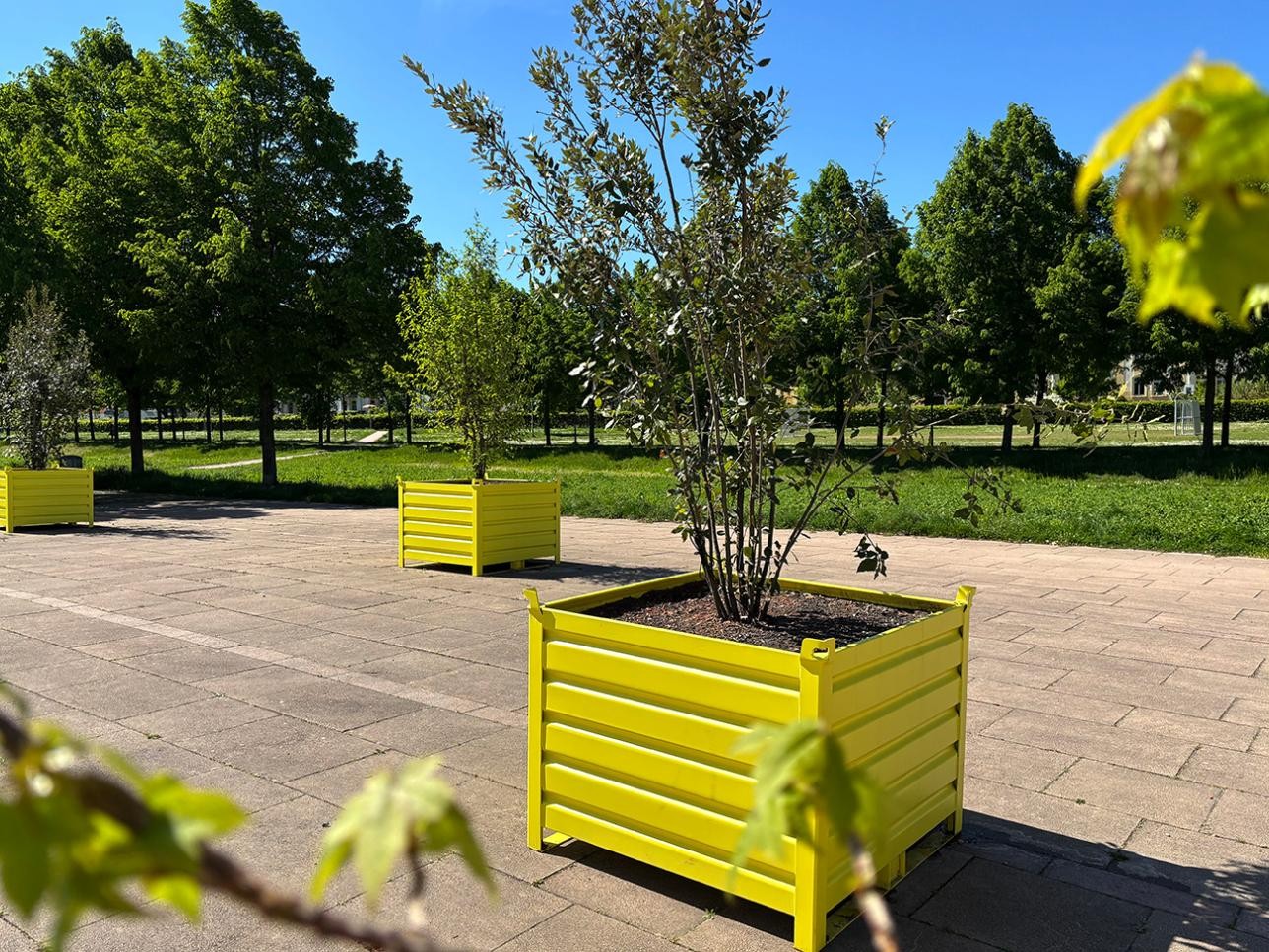Wanderbäume stehen vor der Reithalle in Rastatt. Blick auf die Wiese