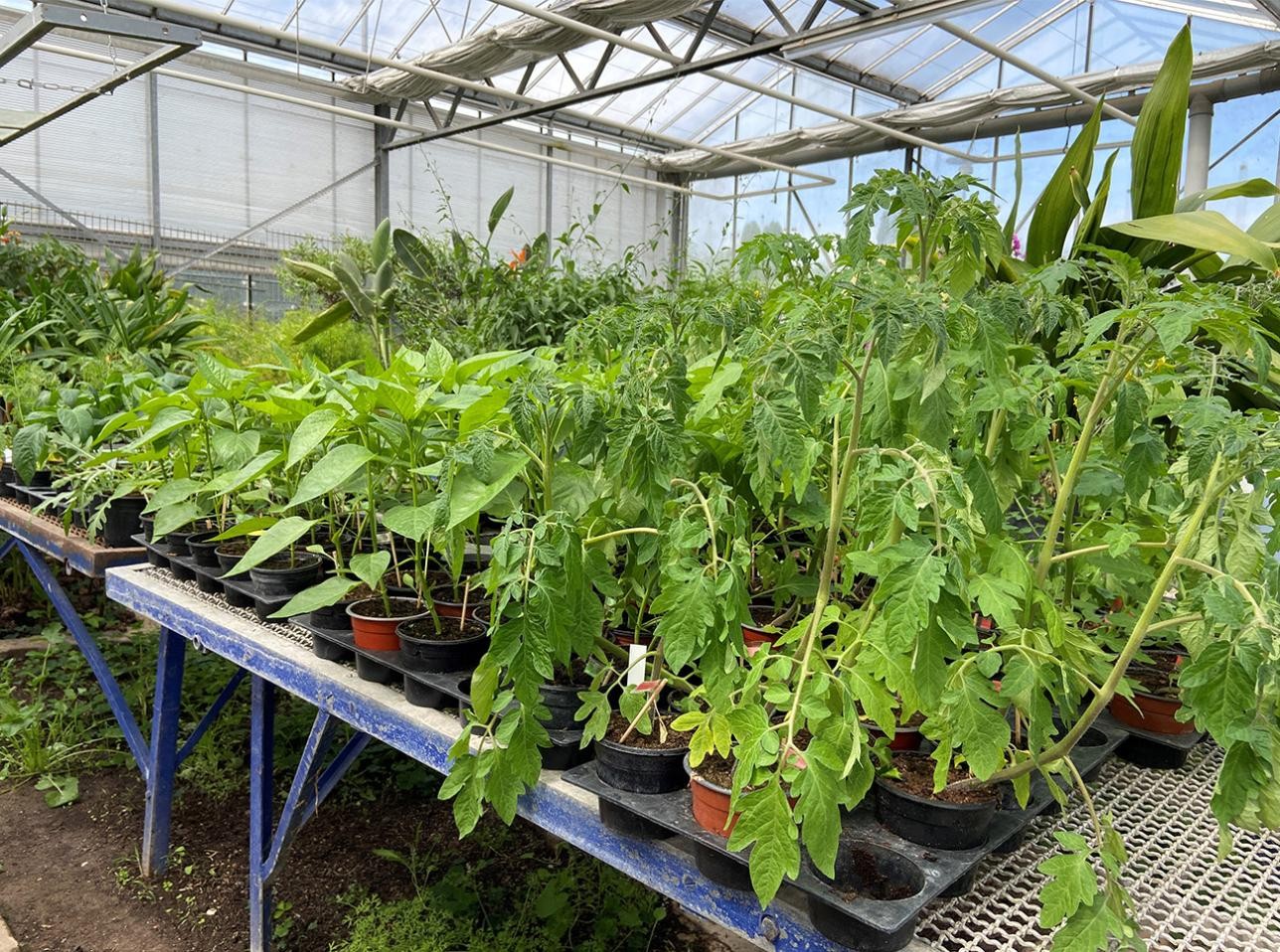 In den letzten Wochen haben die Schülerinnen und Schüler der Pestalozzi-Schule verschiedene Bio-Gemüsepflanzen herangezogen. Foto: Stadt Rastatt/ Veronika Öder Die jungen Bio-Gemüsepflanzen sind in den letzten Wochen viel gewachsen.