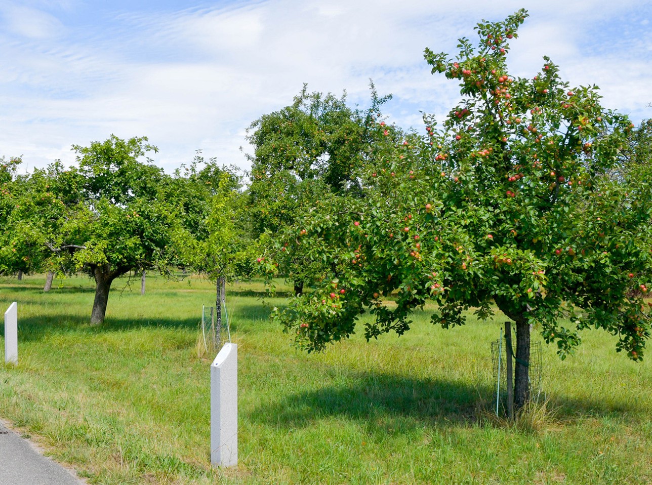 Zum kulinarischen Rundgang in Ottersdorf lädt die Tourist-Information Rastatt ein. Foto: Stefan Lott Führung durch die Obstplantagen in Otterdorf