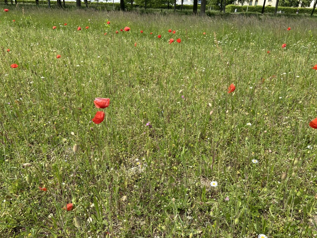 Mit regionalem Saatgut werden Grünflächen in Rastatt aufgewertet, um eine artenreiche Blühwiese zu schaffen. Foto: Stadt Rastatt/Veronika Öder Mit regionalem Saatgut werden Grünflächen in Rastatt aufgewertet, um eine artenreiche Blühwiese zu schaffen.