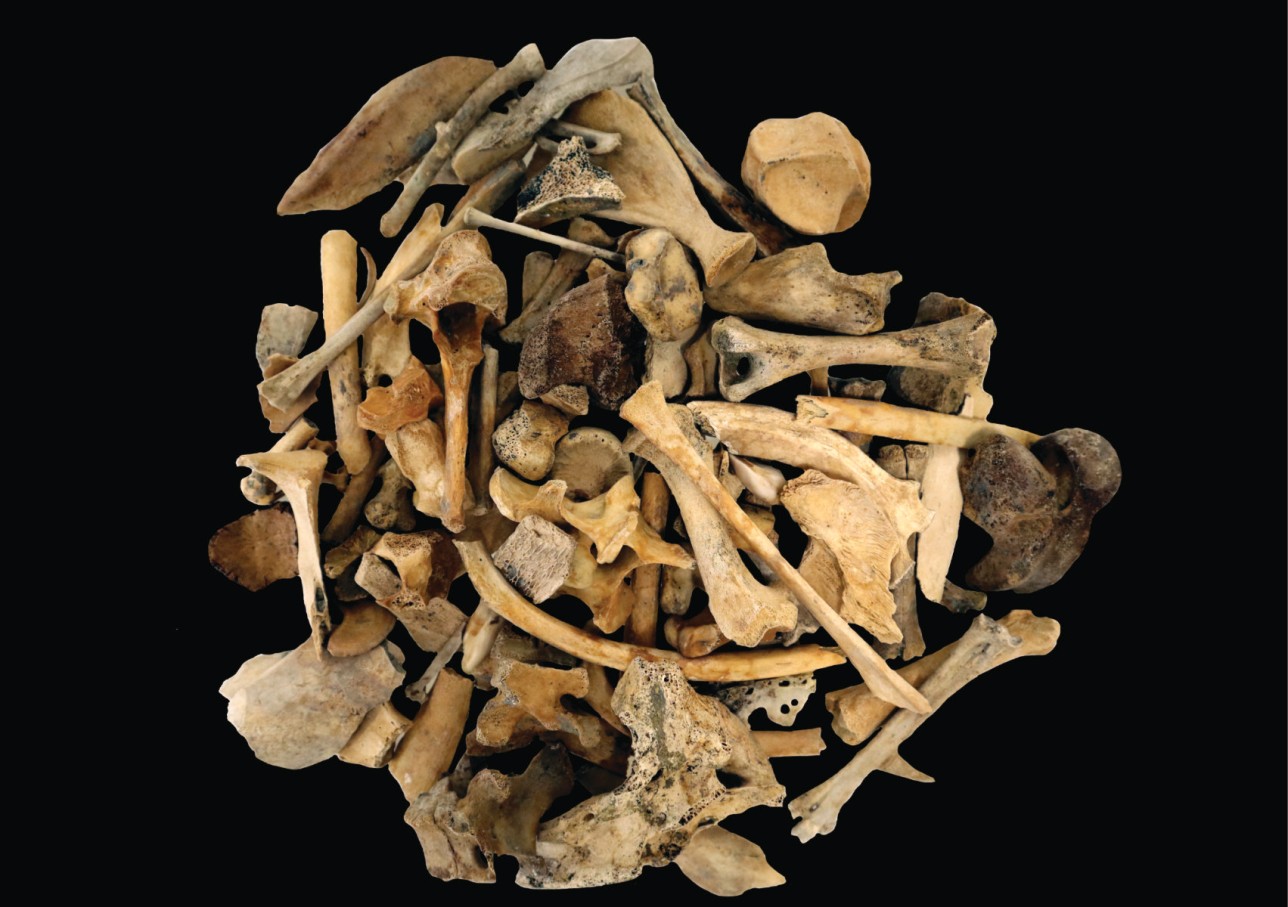 Bei einem Vortrag im Zentralen Fundarchiv berichtet Dr. Simon Trixl überarchäologische Tierknochenfunde. Foto: Stadt LAD/Simone Trixl Tierknochen