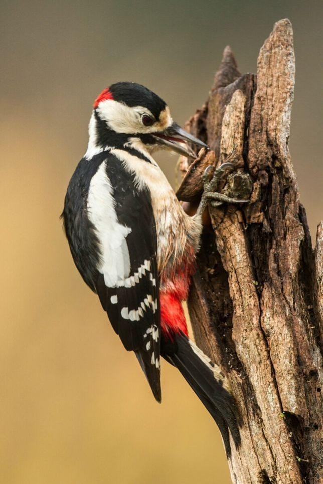 Bei einer abendlichen Exkursion in Rastatters Auenwald bekommen Interessierte Einblicke in die Welt der Vögel. Foto: Rainer Deible Bei einer abendlichen Exkursion in Rastatters Auenwald bekommen Interessierte Einblicke in die Welt der Vögel.