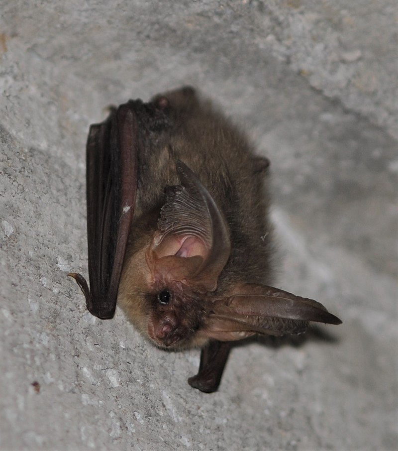 Fledermaus