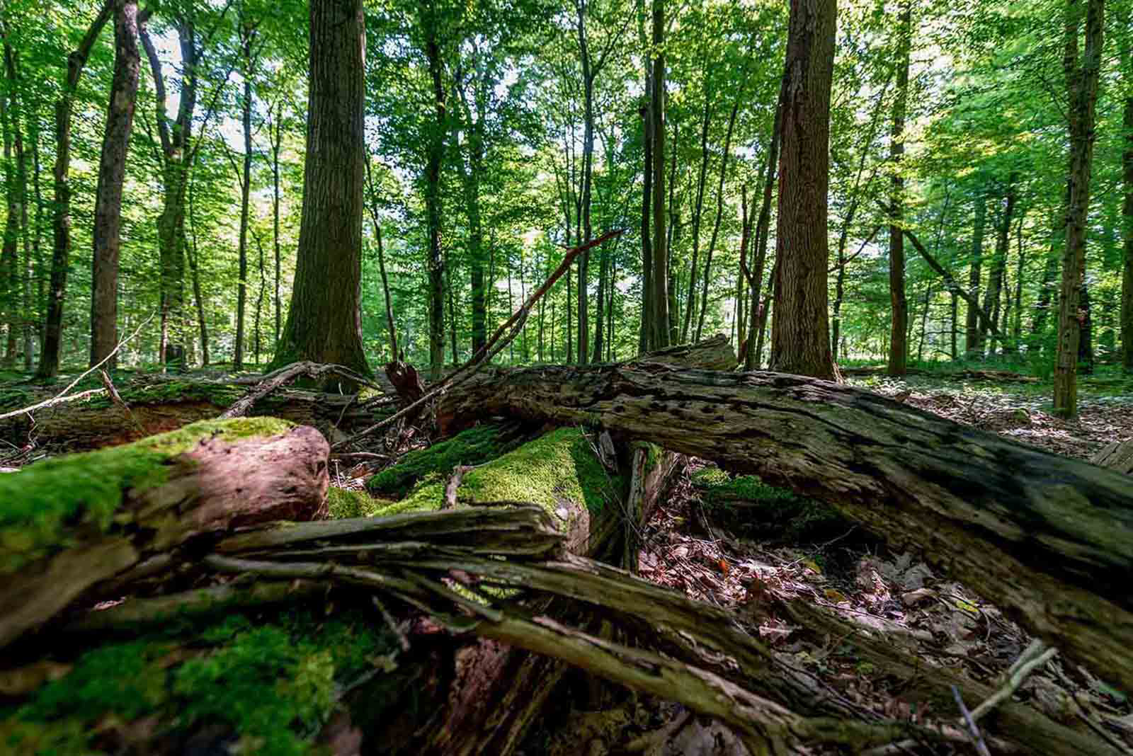 Ansicht Wald mit Totholz im Vordergrund. Durch die Stämme scheint die Sonne.