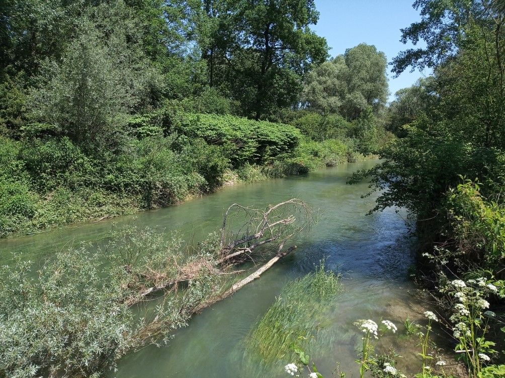 Blick auf die Rheinauen