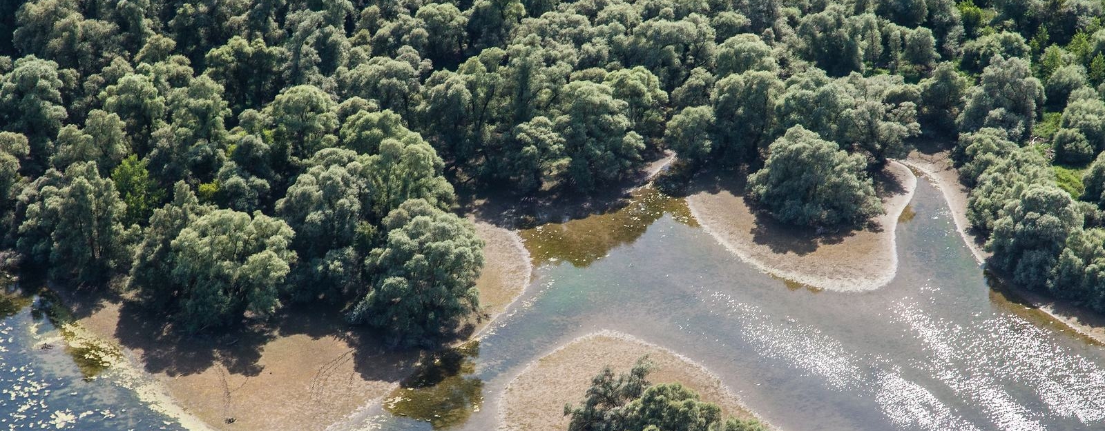 Luftaufnahme Silberweiden in den Rheinauen in Rastatt-Plittersdorf