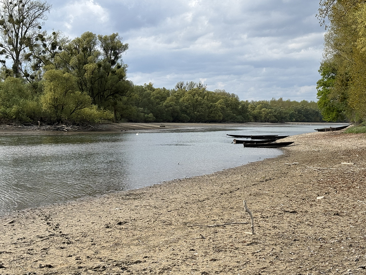 Rheinauen mit extremem Niedrigwasser infolge des Klimawandels